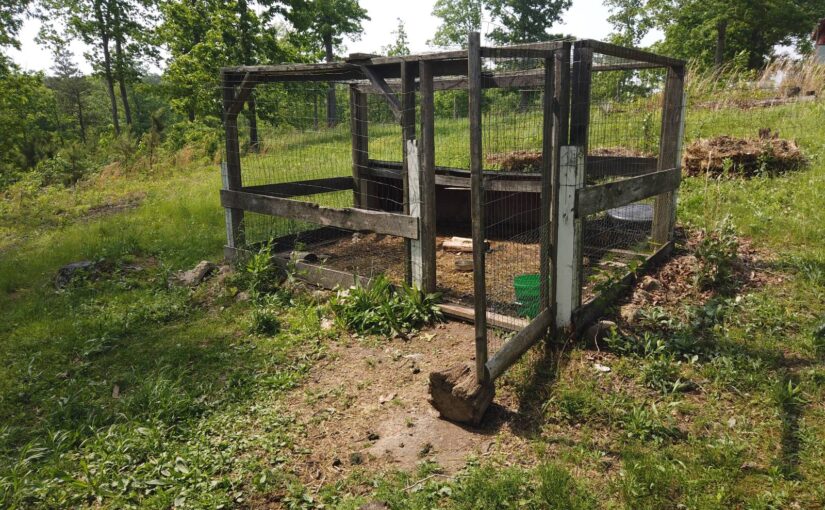 Duck-coop-design-tips
